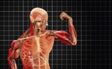A fost descoperită o nouă componentă a corpului uman! Manualele de anatomie trebuie RESCRISE!